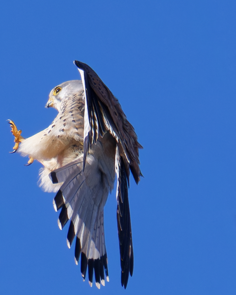 チョウゲンボウ