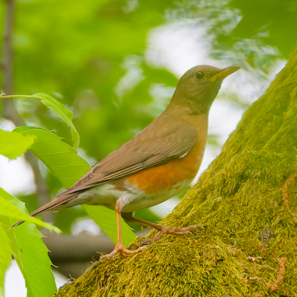 アカハラ♂