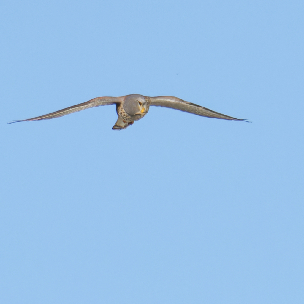 チョウゲンボウ