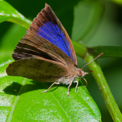 ムラサキシジミ