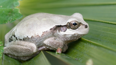 ニホンアマガエル