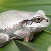 ニホンアマガエル