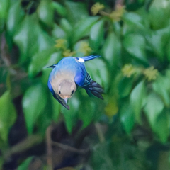オオルリ