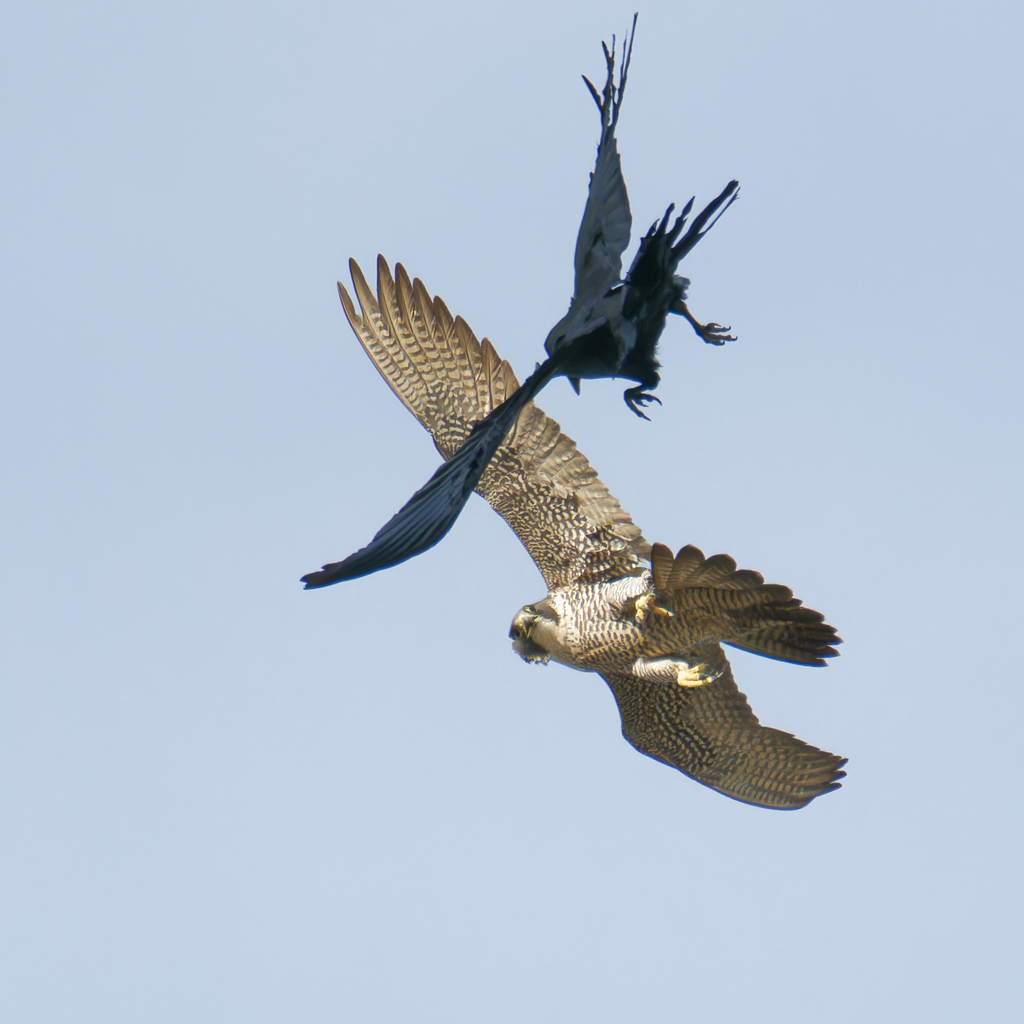 オオハヤブサとカラス