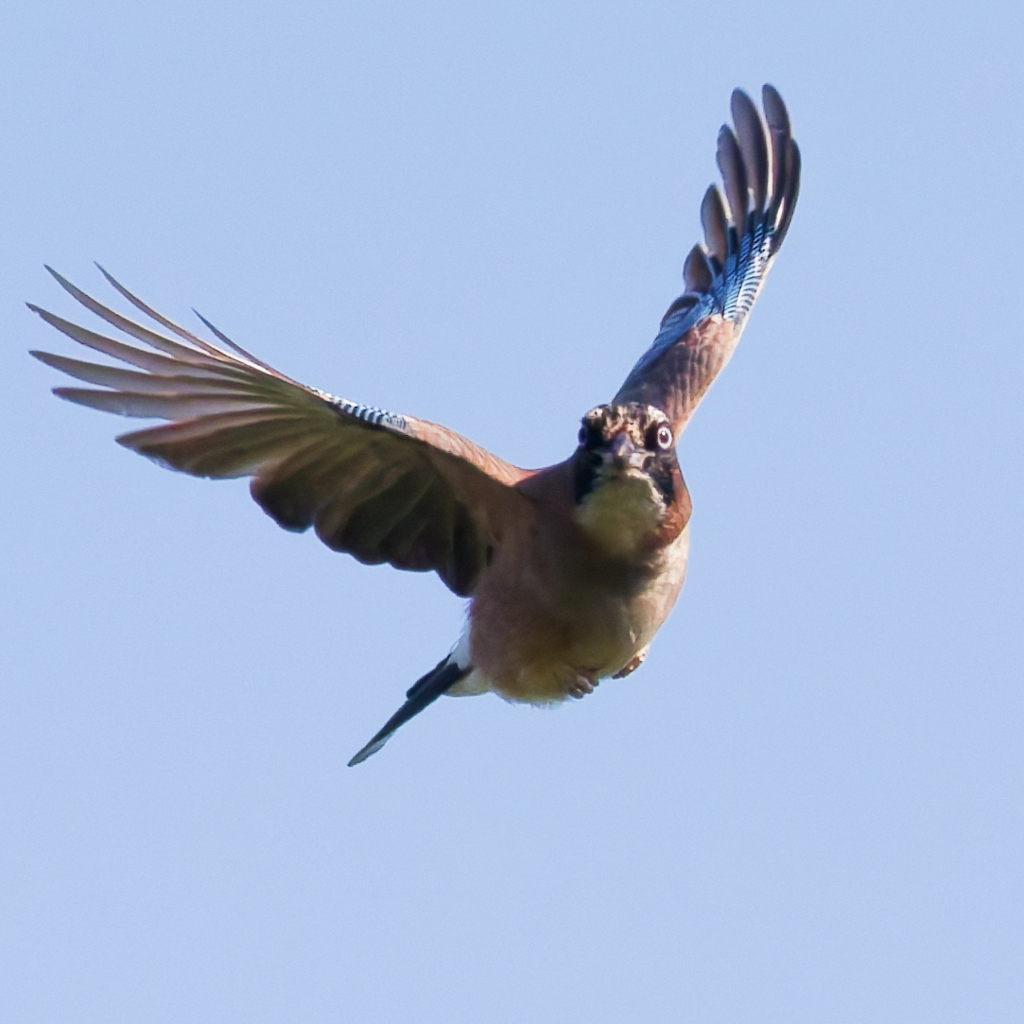 カケス