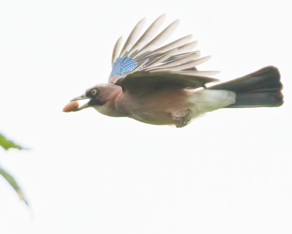 カケス