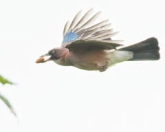 カケス