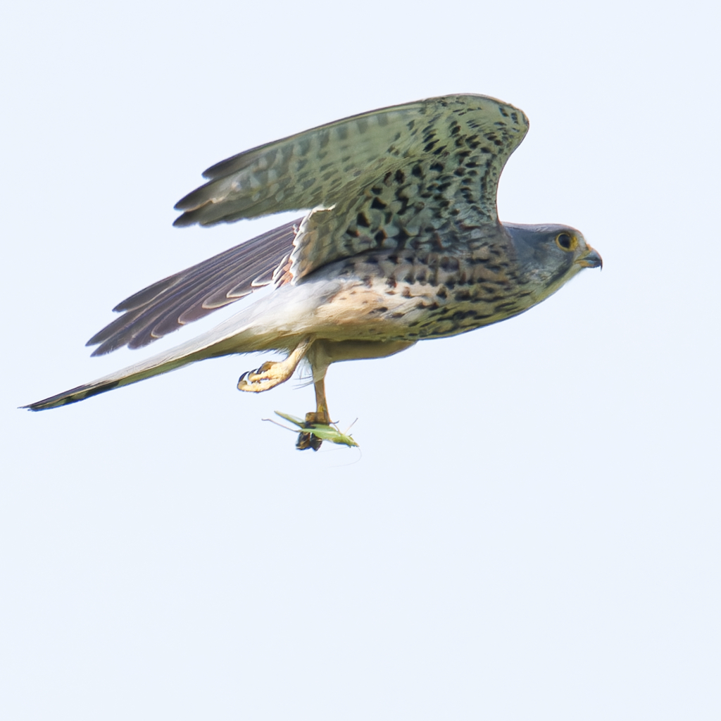 チョウゲンボウ