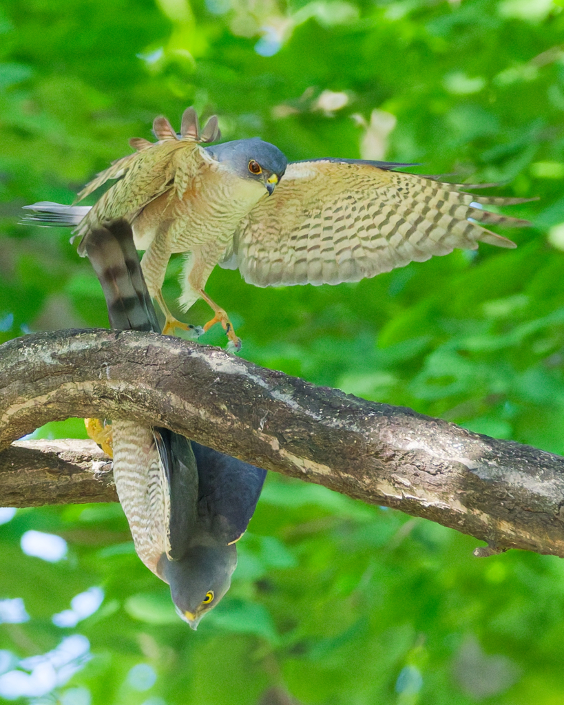 ツミ
