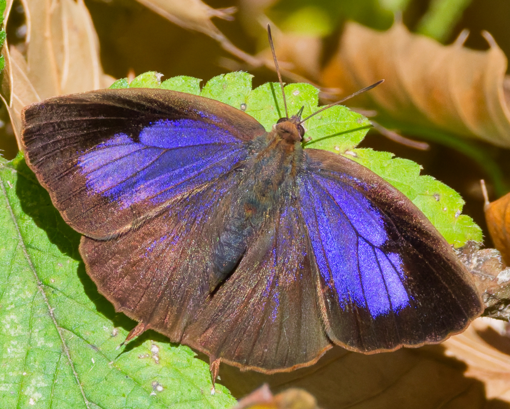 ムラサキツバメ