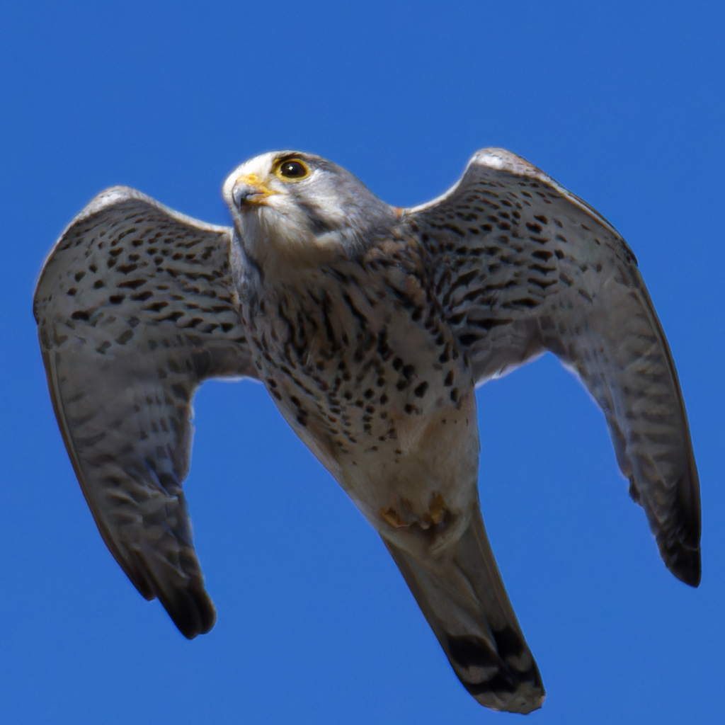 チョウゲンボウ