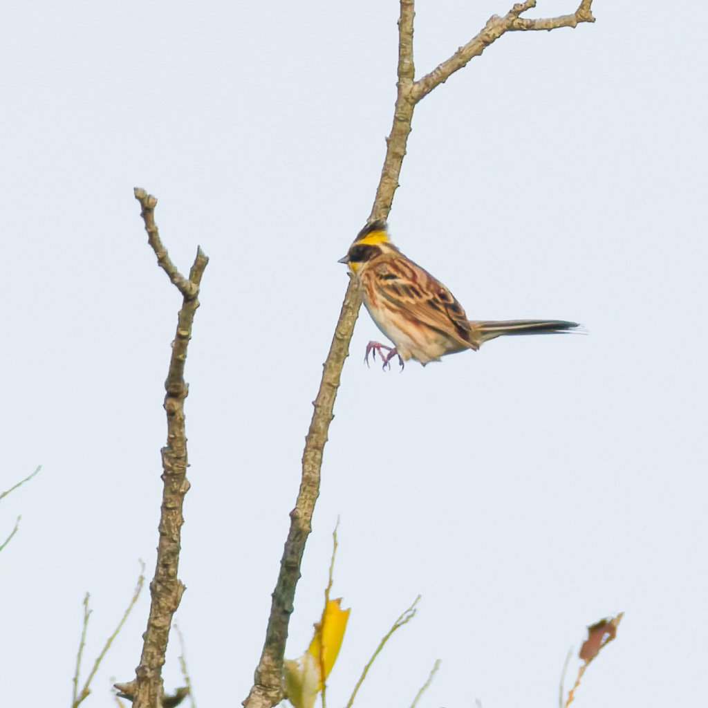 ミヤマホオジロ