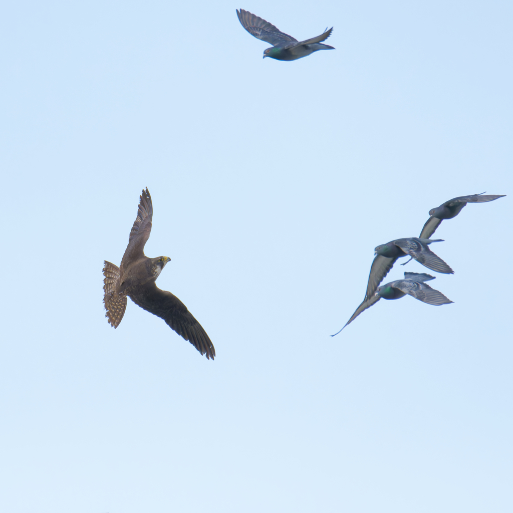 ハヤブサとドバト