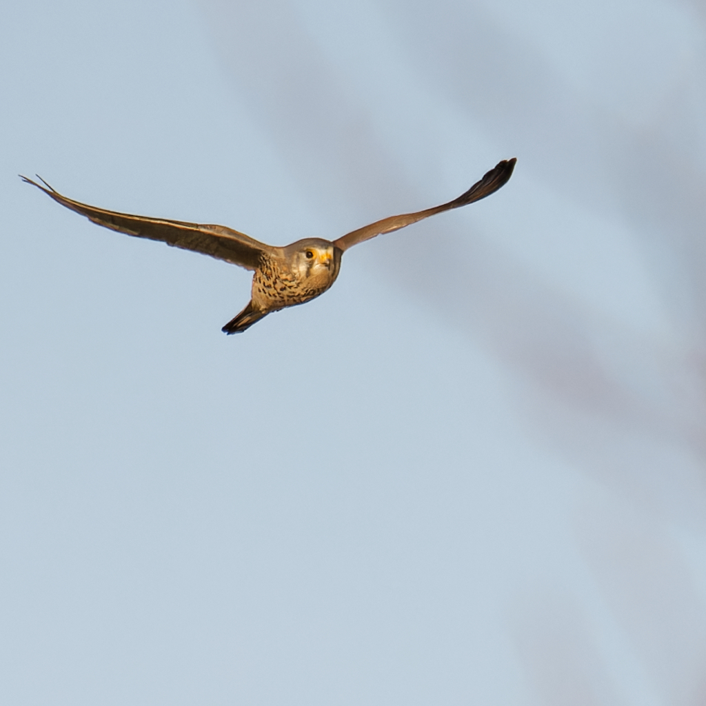 チョウゲンボウ