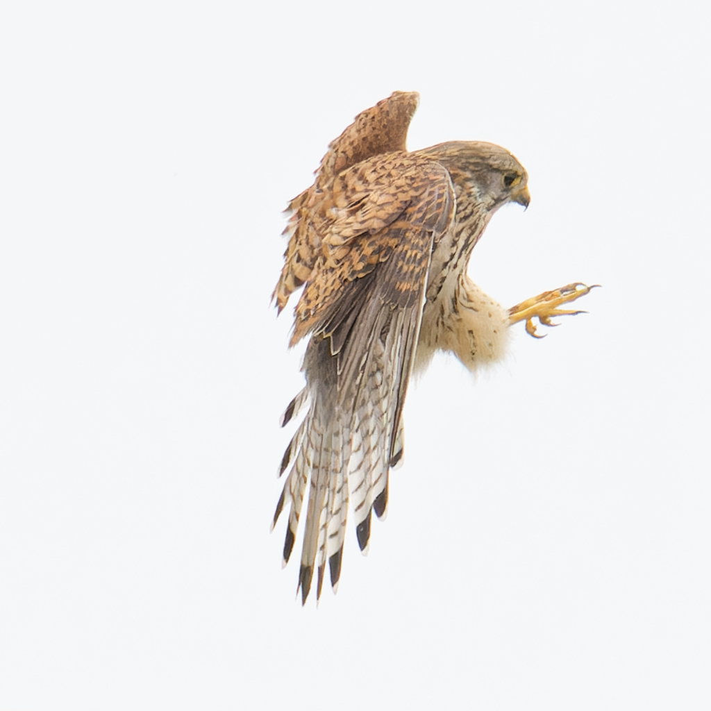 チョウゲンボウ