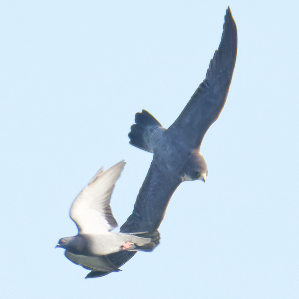 オオハヤブサとドバト