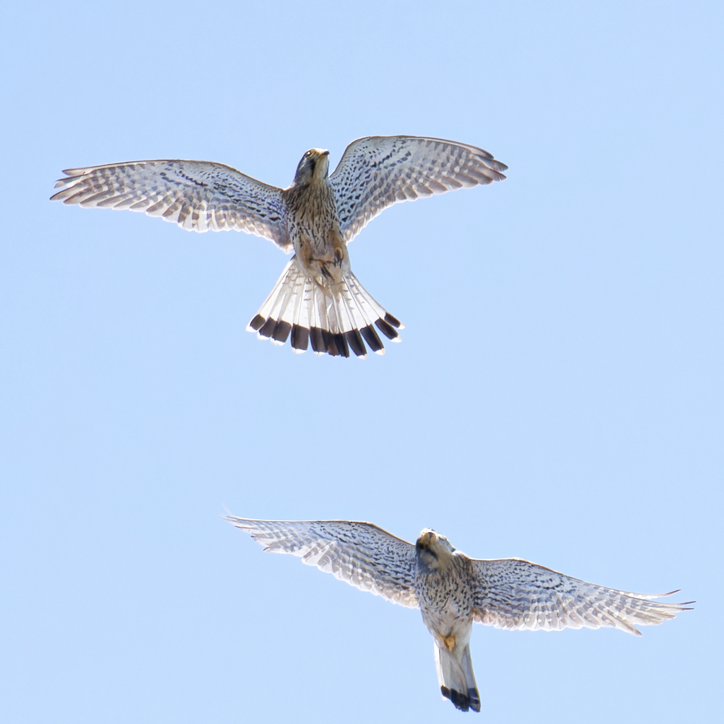 チョウゲンボウ