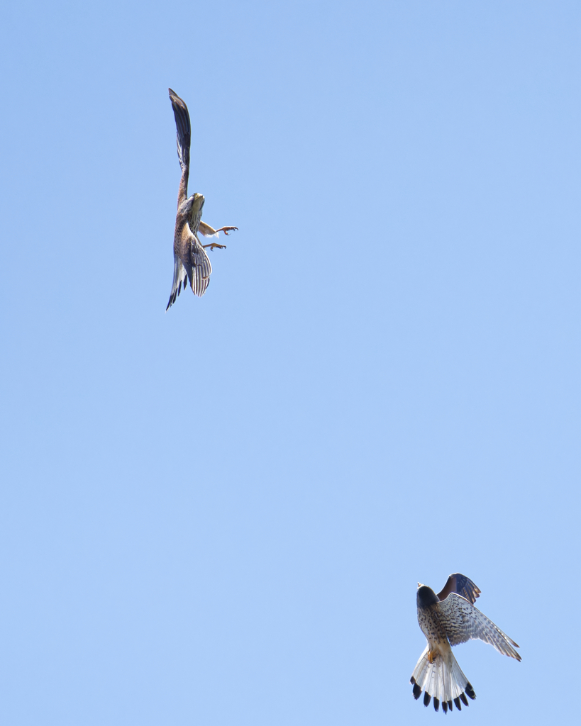 チョウゲンボウ