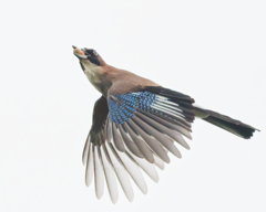 カケス