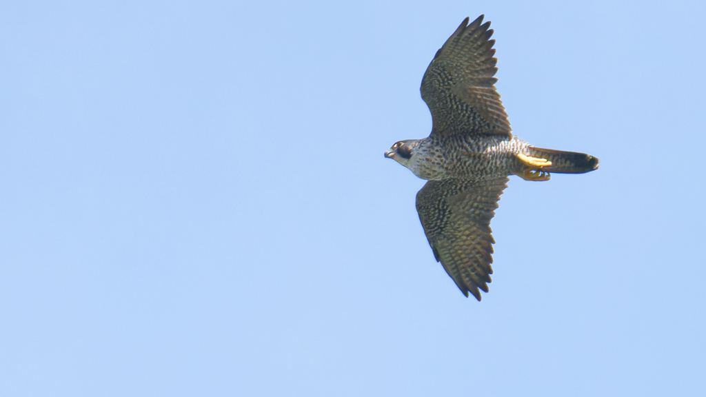 オオハヤブサ？