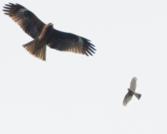 ハイタカとトビ