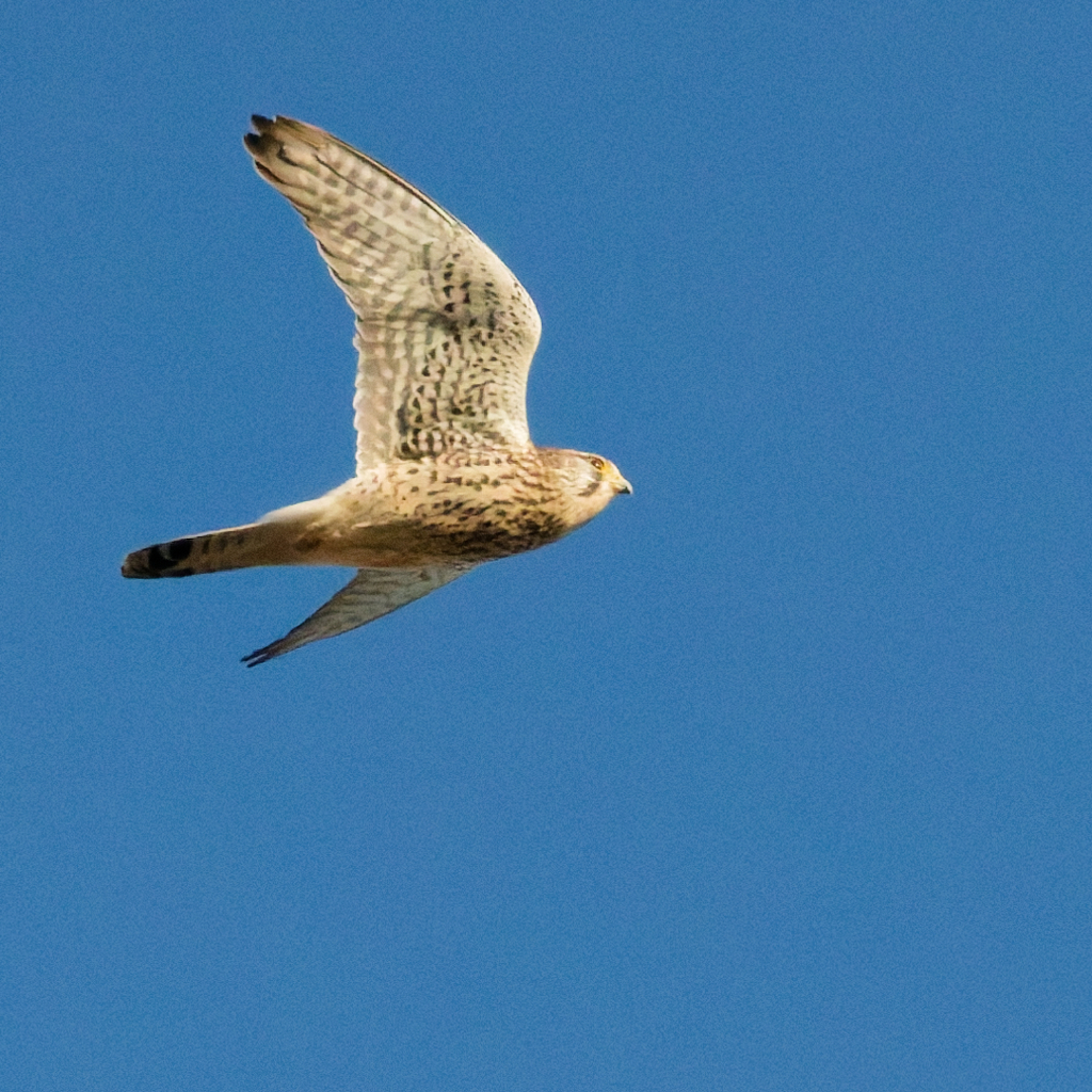 チョウゲンボウ