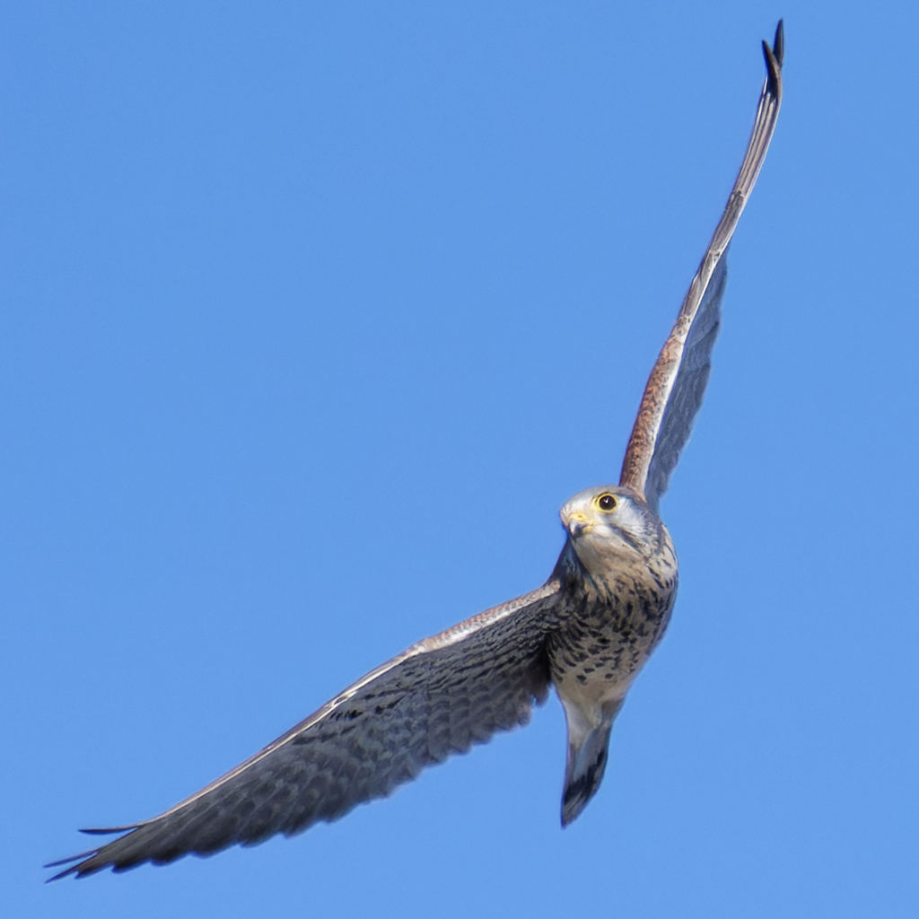 チョウゲンボウ