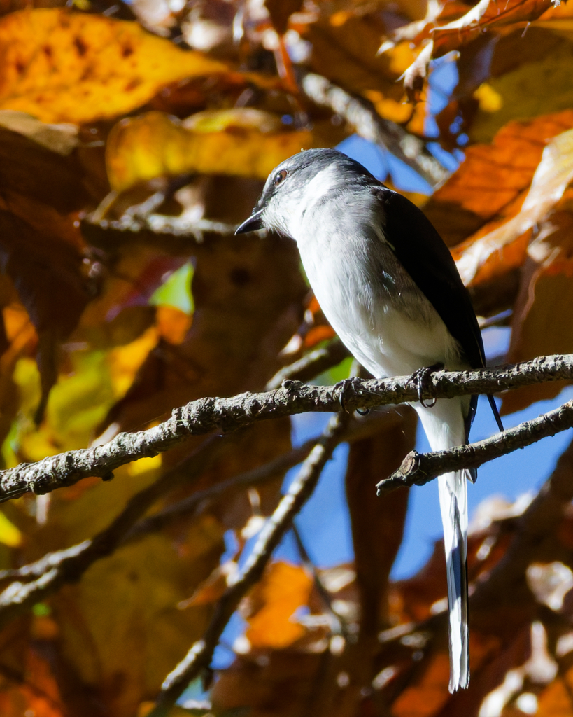 リュウキュウサンショウクイ