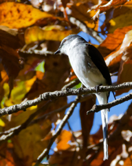 リュウキュウサンショウクイ