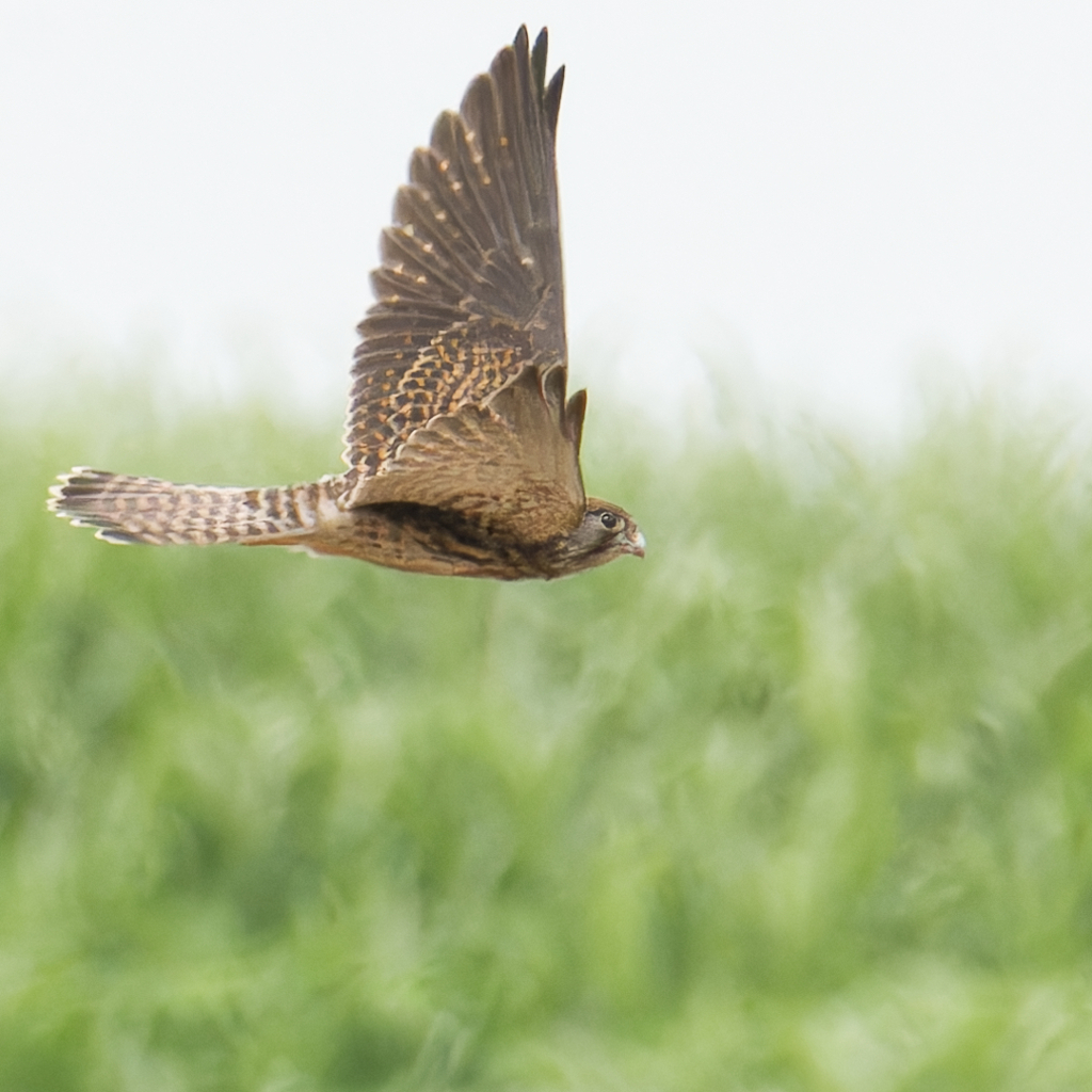 チョウゲンボウ