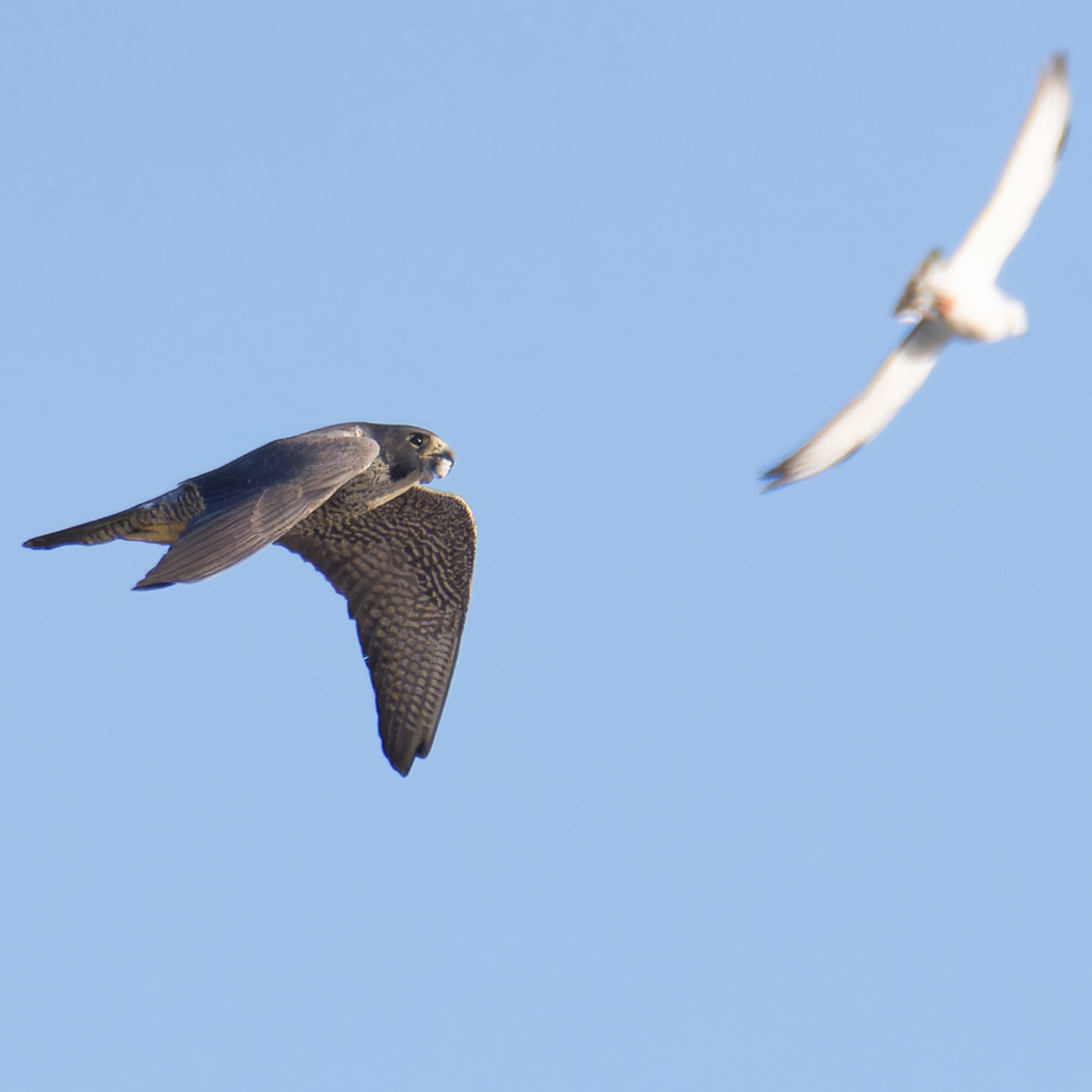 オオハヤブサとドバト