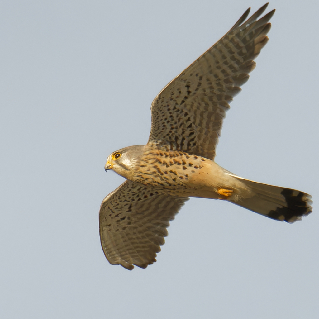 チョウゲンボウ