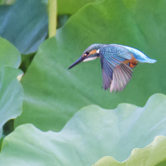 カワセミ