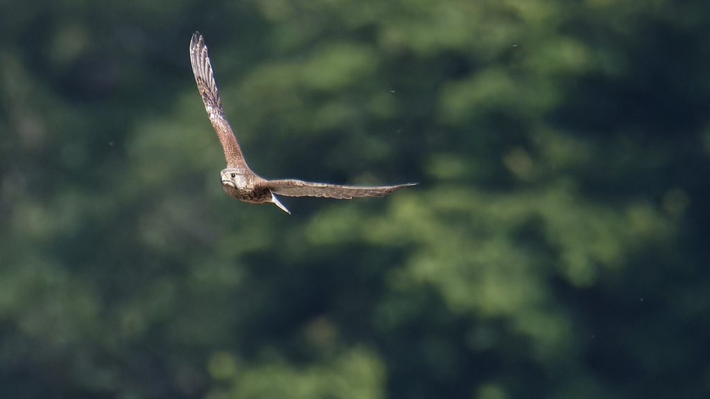 チョウゲンボウ