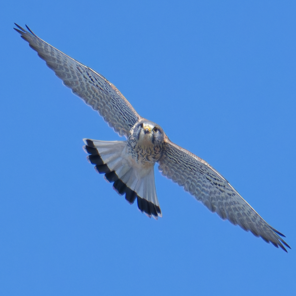 チョウゲンボウ