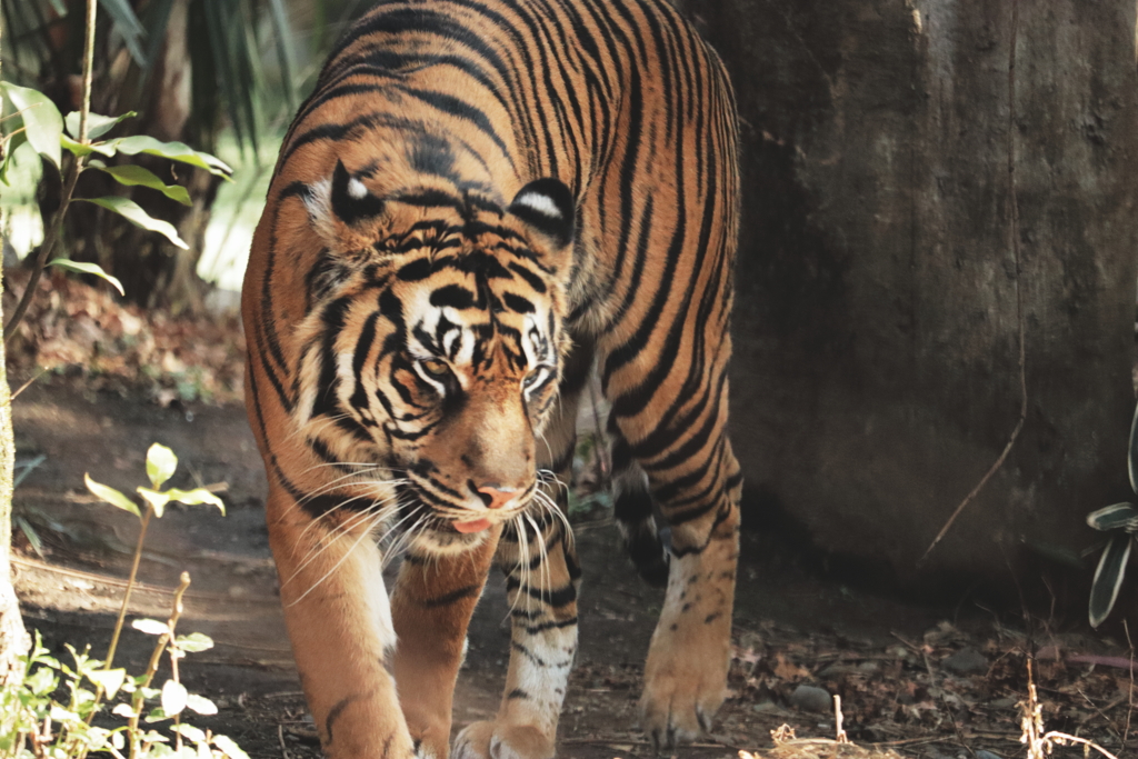 虎 上野動物園