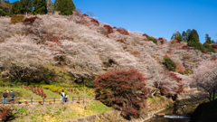 小原四季桜