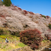 小原四季桜