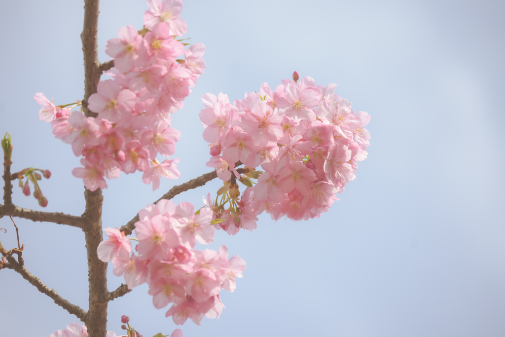 河津桜