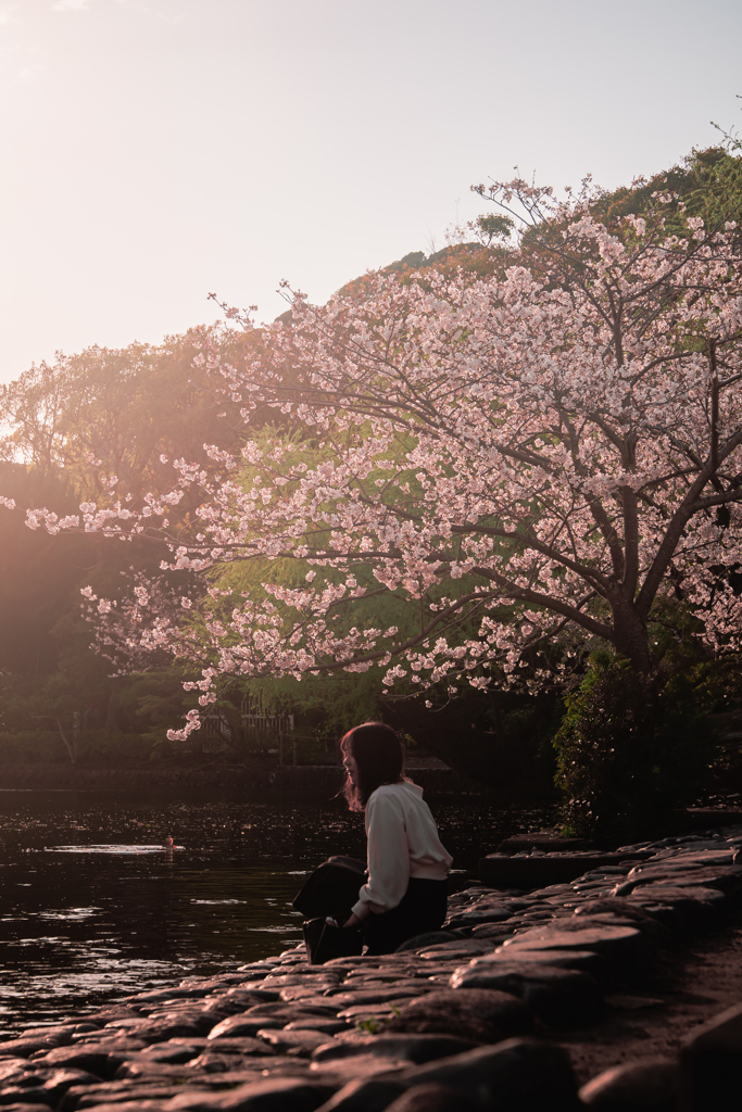 桜のように、あなたを好きだった
