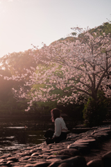 桜のように、あなたを好きだった