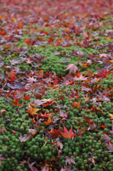 苔紅葉