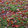 苔紅葉