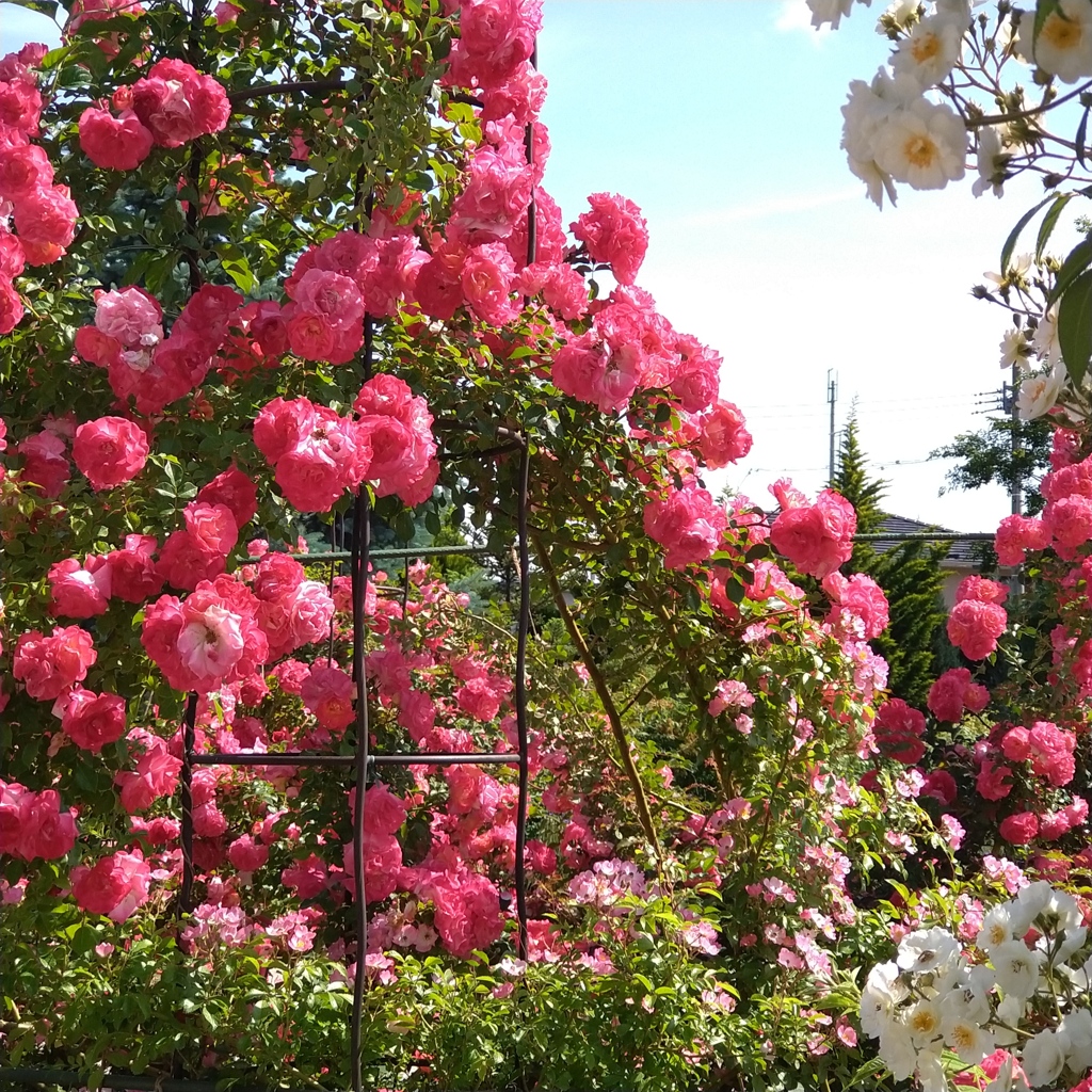 秘密の花園