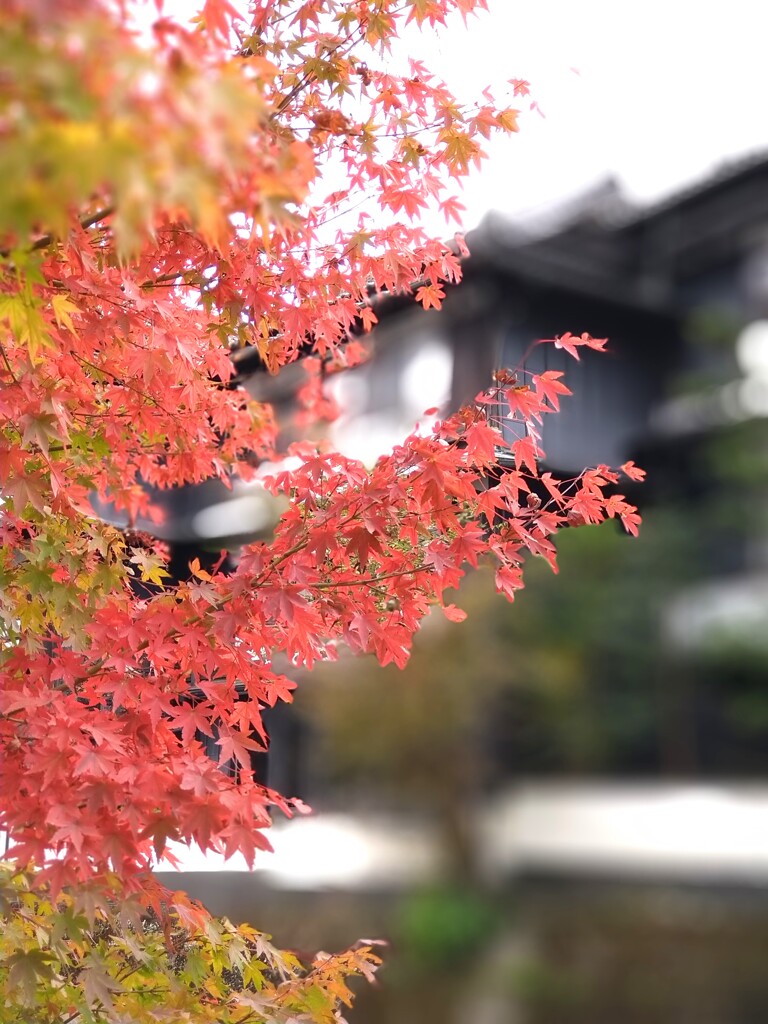 修善寺の秋