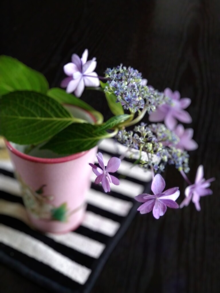 紫陽花