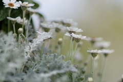fragile