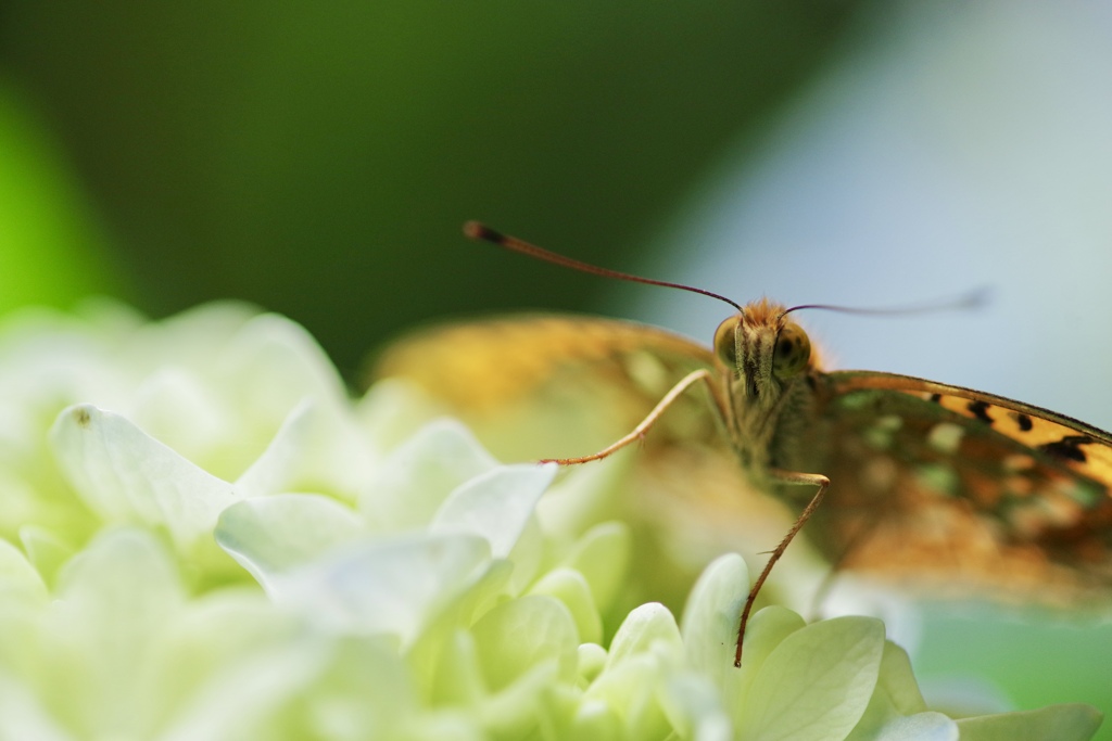 そこに蜜はあるのか