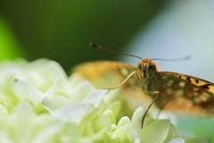 そこに蜜はあるのか
