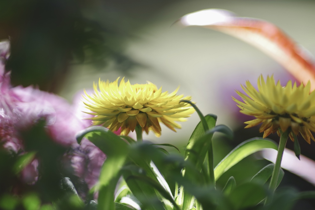 光を浴びる花の写真